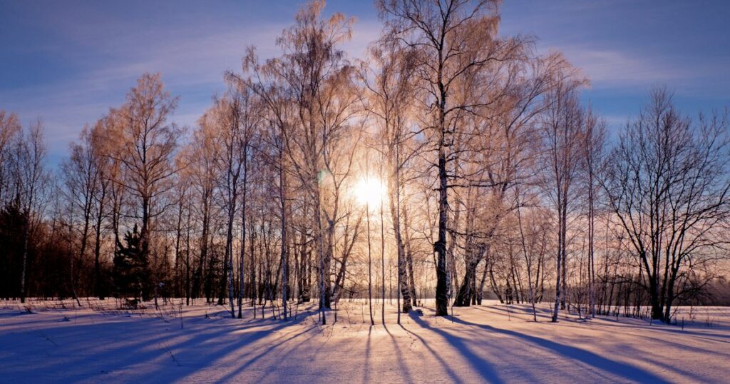Lage winterzon schijnt tussen kale bomen over een besneeuwd veld